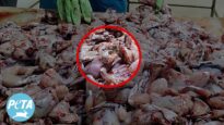 Skinned Alive: Frogs’ Legs Industry Exposed in Unforgettable Undercover Footage