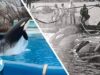 Stuck in a Glorified Bathtub at SeaWorld: Corky’s 55 Years in Extreme Captivity