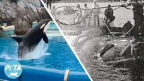 Stuck in a Glorified Bathtub at SeaWorld: Corky’s 55 Years in Extreme Captivity