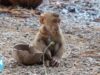 Thailand Exposed for Chaining and Abusing Baby Monkeys