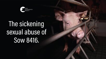 The Sickening Abuse of Sow 8416 | Free Olivia