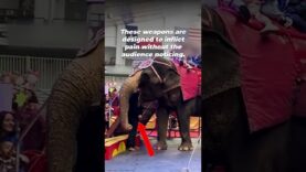 The Sinister Abuse at Shrine Circuses