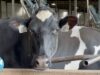 Thousands of Cows Kept on Concrete, Denied Even a Walk in the Grass at ‘Clean Energy’ Dairy