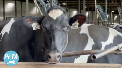 Thousands of Cows Kept on Concrete, Denied Even a Walk in the Grass at ‘Clean Energy’ Dairy