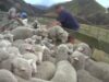 World’s First New Zealand ‘ZQ’ Wool Investigation: Workers Punching, Kicking, and Killing Sheep