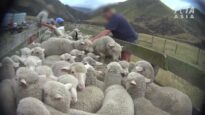 World’s First New Zealand ‘ZQ’ Wool Investigation: Workers Punching, Kicking, and Killing Sheep