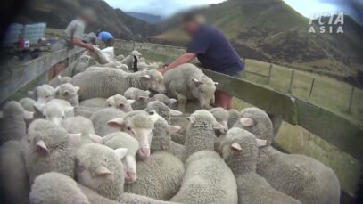 World’s First New Zealand ‘ZQ’ Wool Investigation: Workers Punching, Kicking, and Killing Sheep