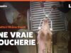 Abattoir Rhône Ouest : une vraie boucherie