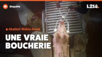 Abattoir Rhône Ouest : une vraie boucherie