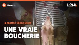 Abattoir Rhône Ouest : une vraie boucherie