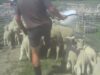 Breaking: New Zealand’s Wool Industry Exposed Again