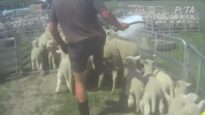 Breaking: New Zealand’s Wool Industry Exposed Again