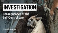 Exposing Brazil’s Self-Control Law: The Global Risk of Factory Farm Oversight