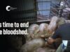 Horrific Abuse at Multi-species Slaughterhouse | Menzel’s Meats