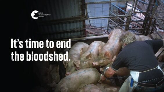 Horrific Abuse at Multi-species Slaughterhouse | Menzel’s Meats