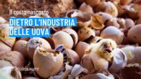 Il costo nascosto dietro l’industria delle uova