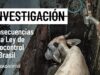 INVESTIGACIÓN DE IGUALDAD ANIMAL EXPONE LOS RIESGOS DE LA LEY DE AUTOCONTROL APROBADA EN BRASIL