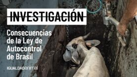 INVESTIGACIÓN DE IGUALDAD ANIMAL EXPONE LOS RIESGOS DE LA LEY DE AUTOCONTROL APROBADA EN BRASIL