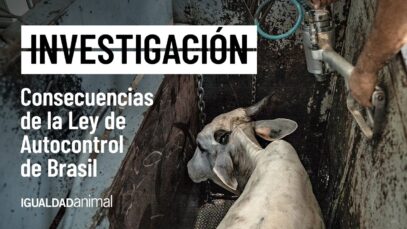 INVESTIGACIÓN DE IGUALDAD ANIMAL EXPONE LOS RIESGOS DE LA LEY DE AUTOCONTROL APROBADA EN BRASIL