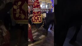 MALTRATO ANIMAL EN LA CABALGATA DE GRANADA * RODILLAZO A UN BUEY DELANTE DE LOS NIÑOS