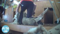 Massive Scam in the Wool Industry Exposed by Breaking Investigation