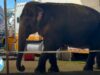 Okha the Elephant’s Alarming Behavior Outside The Mysterious Circus | Urgent Call for Action