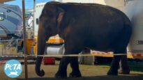 Okha the Elephant’s Alarming Behavior Outside The Mysterious Circus | Urgent Call for Action