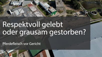 Respektvoll gelebt oder grausam gestorben – Pferdefleisch vor Gericht