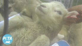 Second PETA Exposé Reveals Rampant Abuse in New Zealand’s Wool Industry