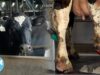 So-Called “Happy” Cows Suffer Confined Inside 24/7 at Oakridge Dairy