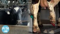 So-Called “Happy” Cows Suffer Confined Inside 24/7 at Oakridge Dairy