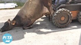 Struggling Cow Dragged Away by Forklift at “Certified Humane” Dairy Farm