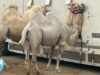 The Disturbing Reason These Camels are Being Chased With Whips