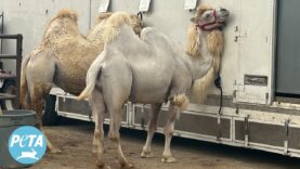 The Disturbing Reason These Camels are Being Chased With Whips