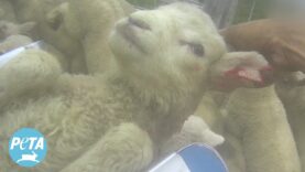 The Shear Horror of New Zealand Wool Farms