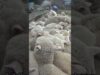 There is no such thing as “ethical” wool!