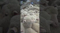 There is no such thing as “ethical” wool!