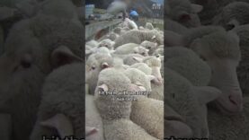 There is no such thing as “ethical” wool!