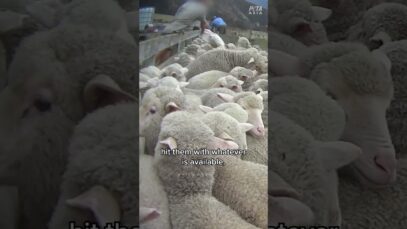 There is no such thing as “ethical” wool!