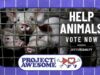 Click for kindness: Vote for Animal Equality in Project for Awesome 2025!