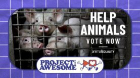 Click for kindness: Vote for Animal Equality in Project for Awesome 2025!