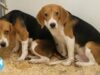 Concrete Walls Muffle the Cries of 100 Beagles at This Lab—See What PETA’s Investigator Found Inside