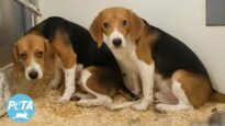 Concrete Walls Muffle the Cries of 100 Beagles at This Lab—See What PETA’s Investigator Found Inside