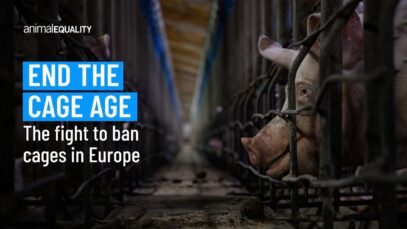 End the Cage Age: Help us end cages for animals