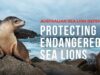 Protecting Endangered Sea Lions with a Brand New Campaign | Sea Shepherd Australia