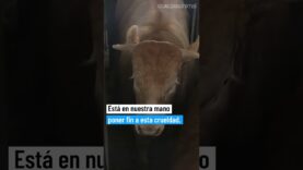 ¿QUÉ LE ESTAMOS HACIENDO A LOS ANIMALES?