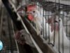 Record Number of Birds Mass Executed Due to Avian Flu Outbreaks