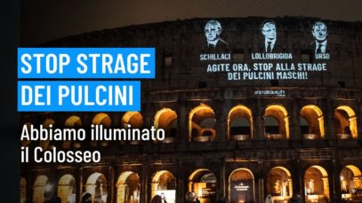 Stop strage dei pulcini maschi: l’appello di Animal Equality sul Colosseo