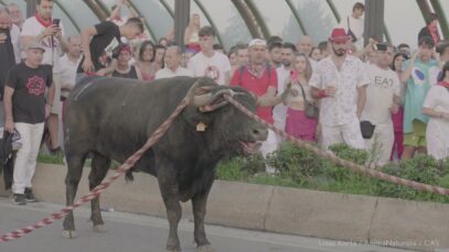 Toro Ensogado – Teruel