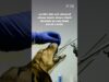 Dogs Mutilated, Cut Into, Denied Pain Relief, & More at High Quality Research